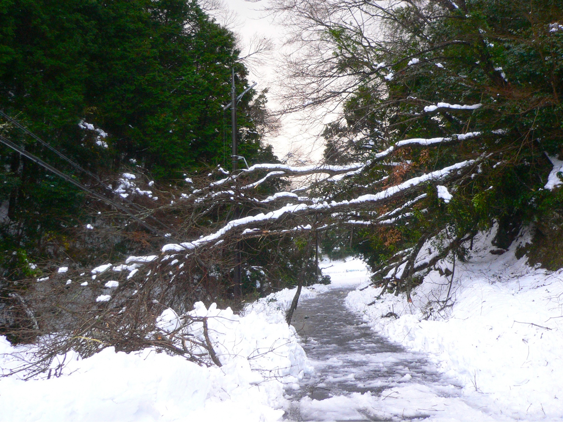 大雪で倒れた樹木が電線にかかり、停電につながる可能性がある状況